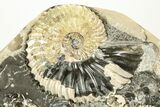 Iridescent Ammonite (Deshayesites & Aconeceras) Cluster - Russia #207463-7